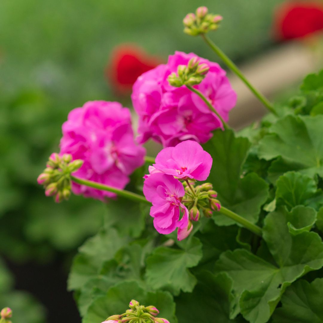 Geranium – Calliope Large Lavender – 10″ Patio Pot